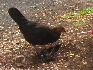 submitted by SharonH