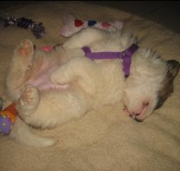 10FEB13: 'Penny' day 2 in West Sac 10FEB13: 'Penny' day 2 in West Sac