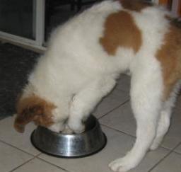 09APR13...: 'Penny' month 3 in West Sac 09APR13...: 'Penny' month 3 in West Sac